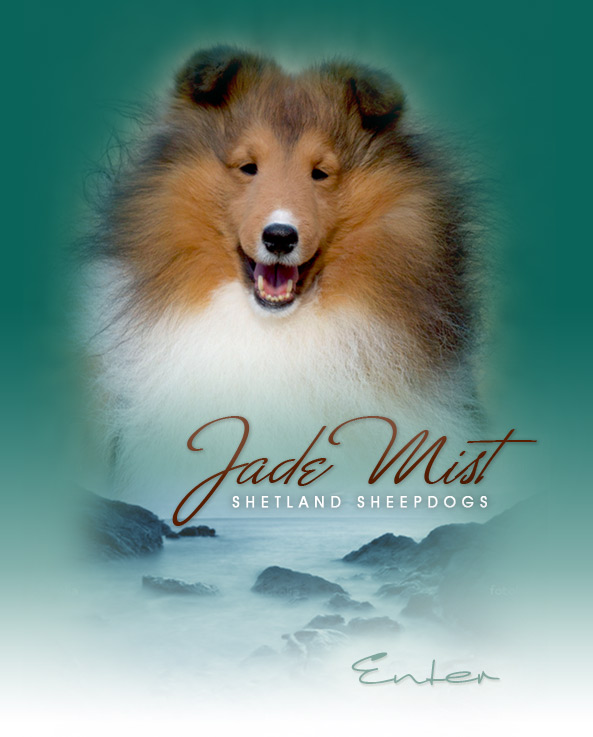 maryland sheltie puppies